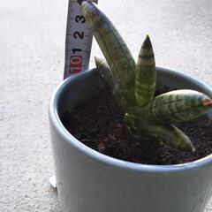サンスベリア（子株）その3の画像