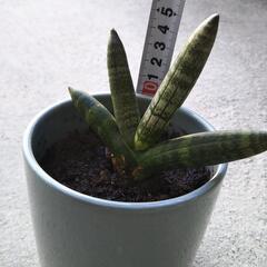 サンスベリア（子株）その2の画像