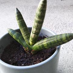 サンスベリア（子株）その2の画像