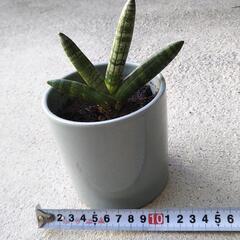 サンスベリア（子株）その2