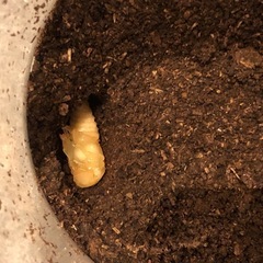 コクワガタ♀ 蛹