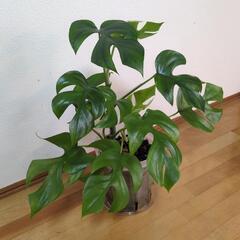 ヒメモンステラの画像