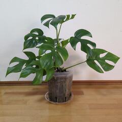 ヒメモンステラの画像