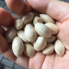 【値下げ】【今年秋収穫】大ぶりぎんなん