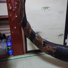 水牛の角の置物　龍柄の木彫りの画像