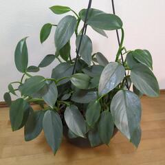 ハンギング観葉植物（フィロデンドロン・シルバーメタル）の画像