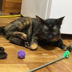 かわいいクロちゃん❣️ - 猫