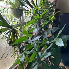 観葉植物