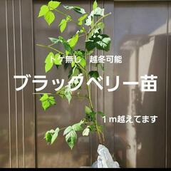越冬可　ブラックベリー 苗 ソーンフリー   キイチゴ ベリー
