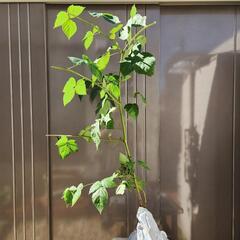 越冬可　ブラックベリー 苗 ソーンフリー   キイチゴ ベリーの画像