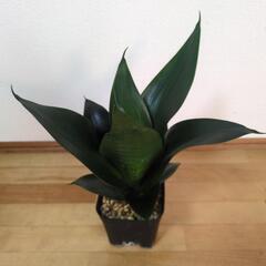 サンスベリア・ブラックジェイド・ハニーの画像