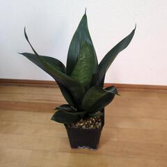 サンスベリア・ブラックジェイド・ハニー