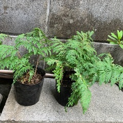 シダ　