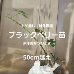 越冬可　ブラックベリー 苗 ソーンフリー   キイチゴ ベリー