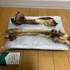 蝦夷鹿　シカの骨