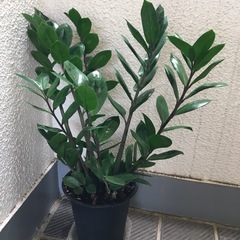 お話中　ザミオクルカス