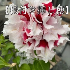 ペチュニアレッドピルエット