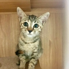 子猫💕目の大きなアビシニアン風さびきじとらちゃん💕