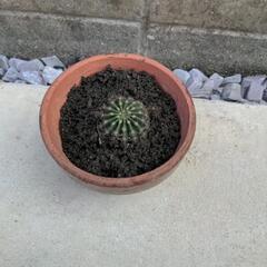 （お話中）サボテン　短毛丸　白花