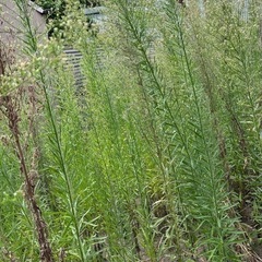 庭の草刈り・草引きお願いできますか？