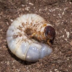 カブトムシの幼虫