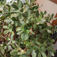 カネノナルキ　鉢植え　高さ110cm！の画像