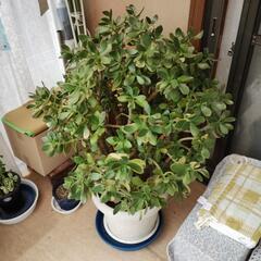 カネノナルキ　鉢植え　高さ110cm！