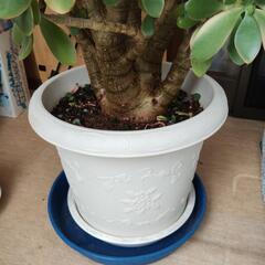 カネノナルキ　鉢植え　高さ110cm！の画像
