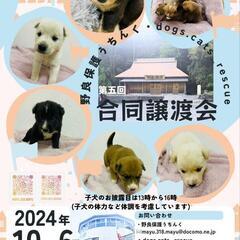 本日！道の駅どなり　子犬子猫譲渡会