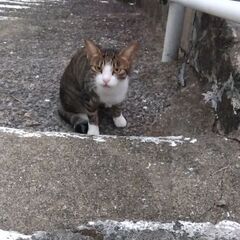 地域猫流入の白キジくん　届け出済み