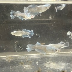 メダカ屋URUHAグラディオ1トリオ