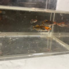 メダカ屋URUHA「ブルズ」1トリオの画像