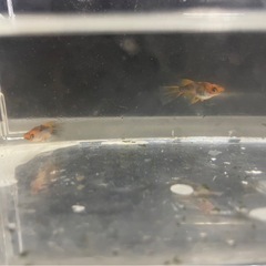 メダカ屋URUHA「ブルズ」1トリオの画像