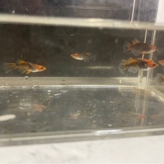 メダカ屋URUHA「ブルズ」1トリオの画像