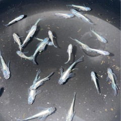 メダカ屋URUHA「ネプチューン」　普通鰭1トリオかリアル1ペア