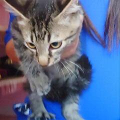 ブラウンマッカレルタビー　4ヶ月齢ほど　ガチ野良感がすごかったですが懐いてきました　猫白血病ウイルス検査陰性　猫免疫不全ウイルス抗体検査陰性 - 伊勢市