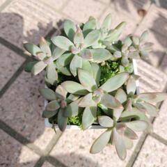 多肉植物①