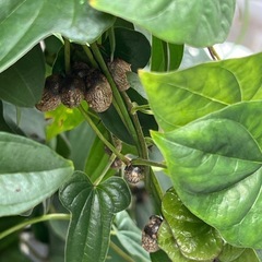 宇宙芋：自然薯のタネ（ムカゴ）の画像