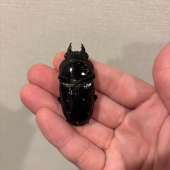 マツノ系久留米の画像
