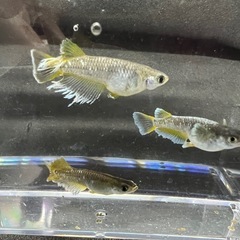 フロマージュメダカ６匹の画像