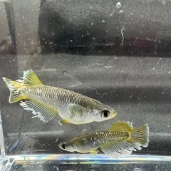 フロマージュメダカ６匹の画像