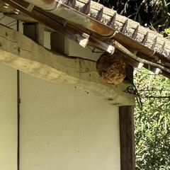 蜂の巣駆除できる方