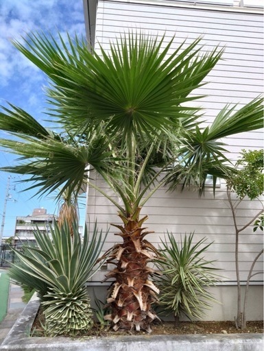 ワシントンヤシ