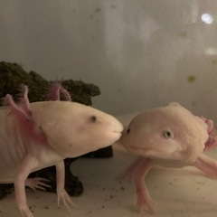 ウーパールーパー
