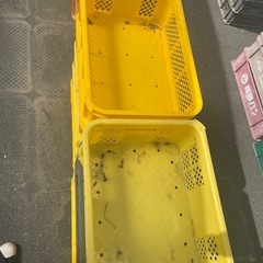 5個セット3,000円　収穫コンテナ　浅めのコンテナの画像