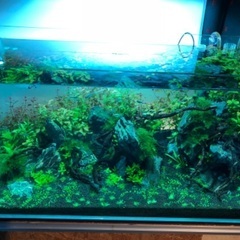 アクアリウム（淡水）の画像