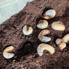 カブトムシ幼虫

