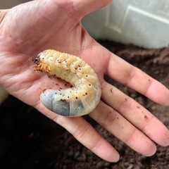 カブトムシ幼虫
の画像