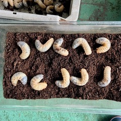 カブトムシ幼虫
の画像