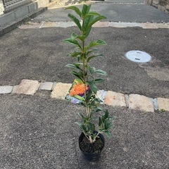 キンモクセイ　苗木